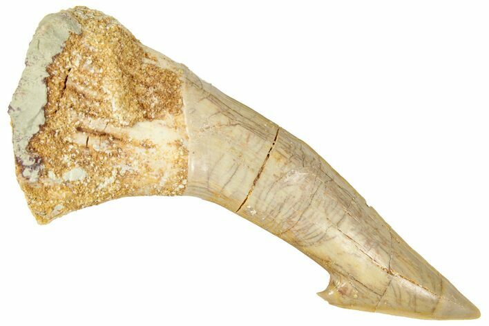 Fossil Sawfish (Onchopristis) Rostral Barb - Morocco #322823